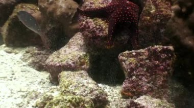 Leylak deniz yıldızı oynanmaz sualtı lagün üzerinde Galapagos okyanusun.