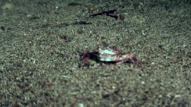 Küçük yengeç Galapagos dibinin hızlı çalışır.