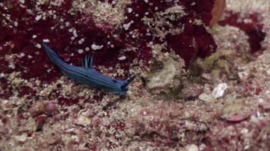 Galapagos üzerinde okyanusun sualtı deniz yatağı üzerinde mavi çizgili deniz yaratığı omurgasızını. Mavi su dünyada tropikal doğa muhteşem hayatı. Tüplü Dalış.
