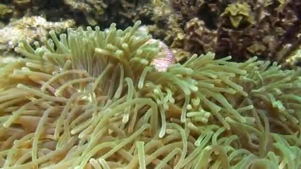 Fisch-Clown und Anemone-Unterwasserwelt auf dem Meeresgrund im Ozean. — Stockvideo