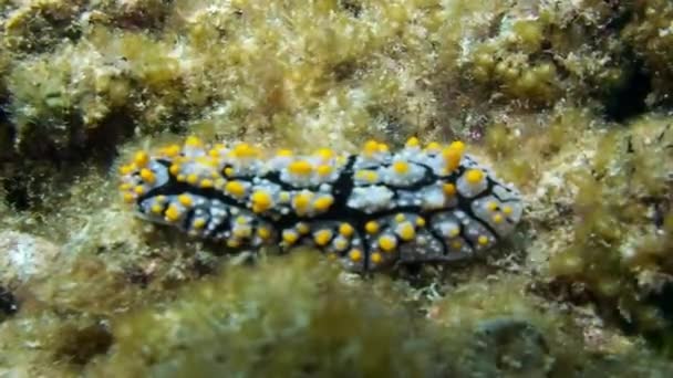 Nudibranch lesma do mar no fundo do mar laguna subaquática do oceano em Galápagos . — Vídeo de Stock