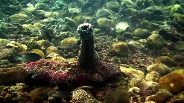 A tengerfenék víz alatti lagúna az óceán, a Galapagos tengeri uborka. — Stock videók