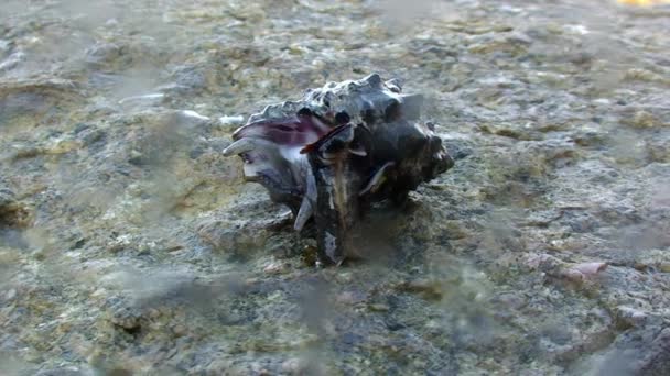 Море морська равлик підводний лагуни океан на Галапагоських. — стокове відео