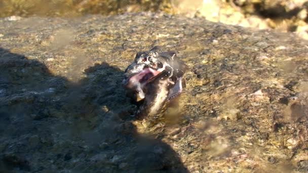 Moře mořský šnek jiskří v slunci pod vodou laguny oceánu na Galapágy. — Stock video