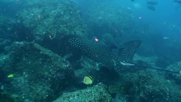 Stingray Dasyatidae simmar parat med tonfisk under vattnet i havet. — Stockvideo