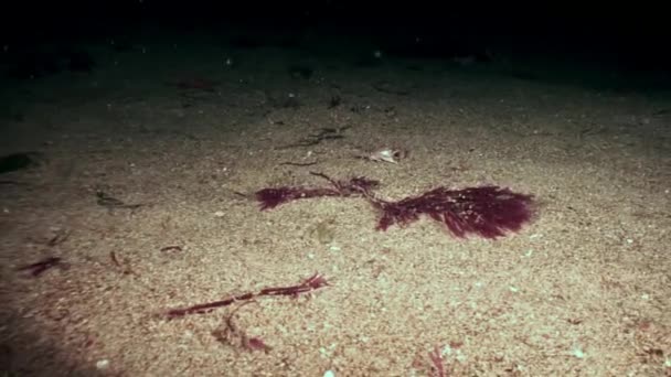 Caranguejo pequeno corre rápido no fundo do mar nas Galápagos . — Vídeo de Stock