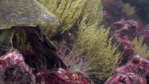 Sea turtle underwater lagoon of ocean on Galapagos. — Stock Video