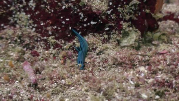 Blauw gestreepte zeeslak slak op zeebodem onderwater van Oceaan op Galapagos. — Stockvideo