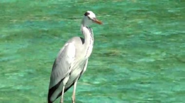 Arka plan su yüzeyi okyanusta kuş balıkçıl.