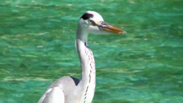 Bird heron on background water surface in ocean. — Stock Video