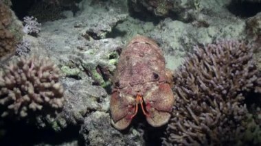 Scyllarides haanii kamburlu terlik ıstakoz kırmızı deniz dibinin üzerinde.