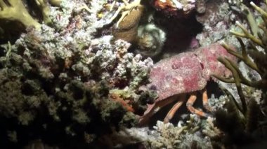 Scyllarides haanii kamburlu terlik ıstakoz kırmızı deniz dibinin üzerinde.