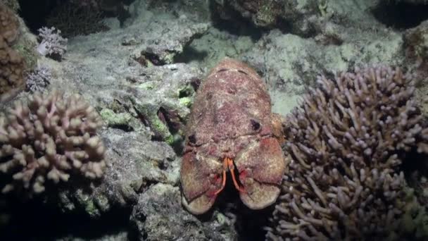 Scyllarides haanii masopustním střevíček humra na mořském dně Rudého moře. — Stock video