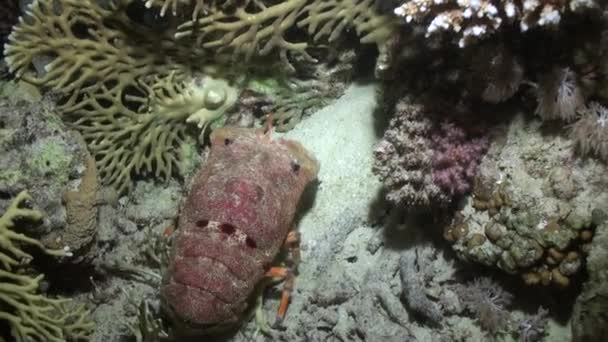 Scyllarides haanii kamburlu terlik ıstakoz kırmızı deniz dibinin üzerinde. — Stok video