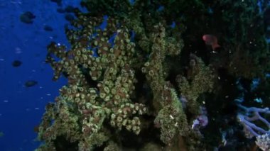 Yumuşak mercan sualtı şaşırtıcı deniz dibinin Maldivler. Benzersiz makro video portre görüntüleri. Çukurdaki dinlenmek dalış. Doğal akvaryum deniz ve okyanus. Güzel hayvanlar.