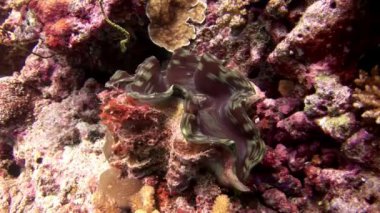 Tridacne kabuklu yumuşakçalar sualtı Maldivler deniz dibinin şaşırtıcı arka plan üzerinde.