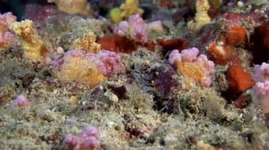 Nudibranch Slug deniz yumuşakça Maldivler sualtı deniz dibinin arka plan üzerinde.