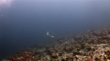 Manta ray rampa balık suyun altında Maldivler muhteşem deniz dibinin arka plan üzerinde.