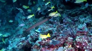 Flüt iğnesi balığı Maldivler 'de deniz tabanının arka planında uzun süre su altında kalır..