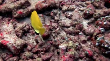 Parlak sarı lucian balık suyun altında deniz dibinin Maldivler arka plan üzerinde çizgili.