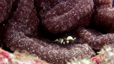 Maldivler muhteşem deniz dibinin arka plan üzerinde sualtı sakinleri.