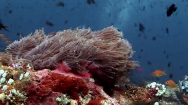 Anemon actinia ve parlak turuncu palyaço balık Maldivler sualtı deniz yatağı üzerinde. Benzersiz video görüntüleri. Çukurdaki dinlenmek dalış. Doğal akvaryum deniz ve okyanus. Güzel hayvanlar. Etkileyici bir geçmiş.