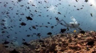 Scuba divers sualtı okul balık Maldivler arka plan üzerinde.