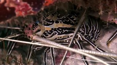 Istakoz Yengeç hios su altında gıda Maldivler deniz yatağı üzerinde arama.