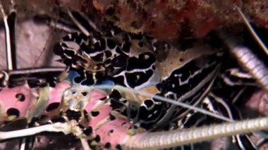 Istakoz Yengeç hios su altında gıda Maldivler deniz yatağı üzerinde arama.