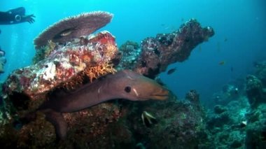 Scuba diver ve Müren balığı su altında Maldivler mercan resif deniz yatağı üzerinde.