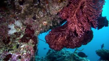 Maldivler yumuşak mercan sualtı şaşırtıcı deniz dibinin.