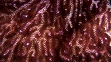 Maldivler yumuşak mercan sualtı şaşırtıcı deniz dibinin.