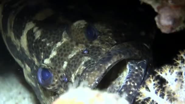 Fläckig svart fisk gömmer sig i koraller under vattnet på bakgrund av havsbotten Maldiverna. — Stockvideo