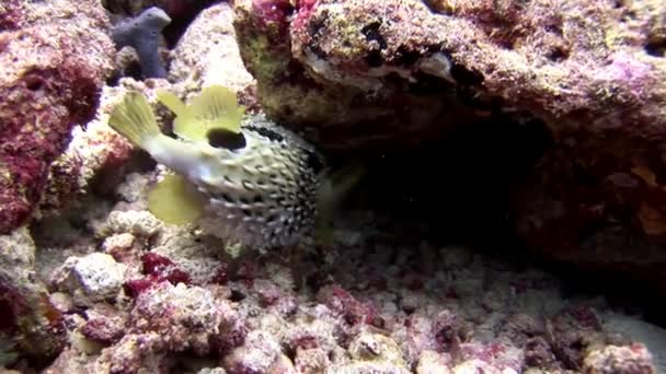 Porcupinefishe Igelfische fisk urchin under vattnet på fantastiska havsbotten i Maldiverna. — Stockvideo