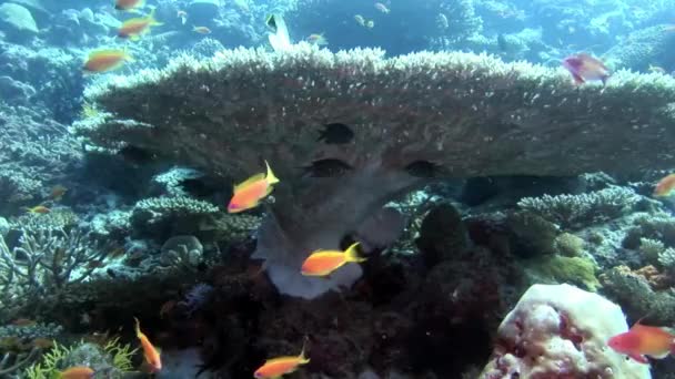 School van vissen onderwater op achtergrond van verbazingwekkende zeebodem in Maldiven. — Stockvideo