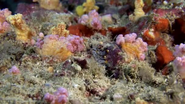 Sea Slug Nahožábrý plž měkkýš na pozadí pod vodou mořské dno v Maledivy. — Stock video