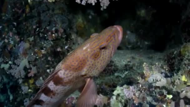Ongewone vis onderwater op achtergrond van verbazingwekkende zeebodem in Maldiven. — Stockvideo