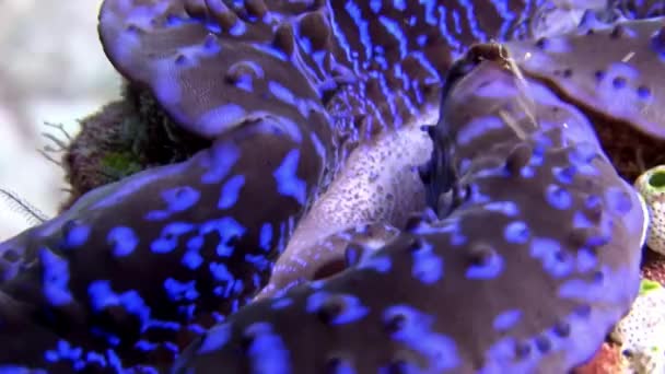 Tridakne-Muscheln leuchtend blau unter Wasser auf erstaunlichem Meeresboden auf den Malediven. — Stockvideo