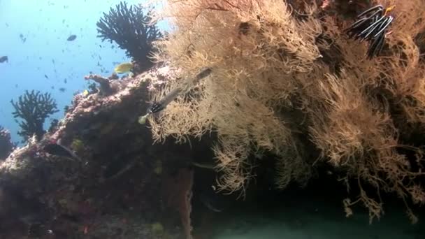 Flöjt nål fisk subtil lång undervattens på bakgrunden av havsbotten i Maldiverna. — Stockvideo