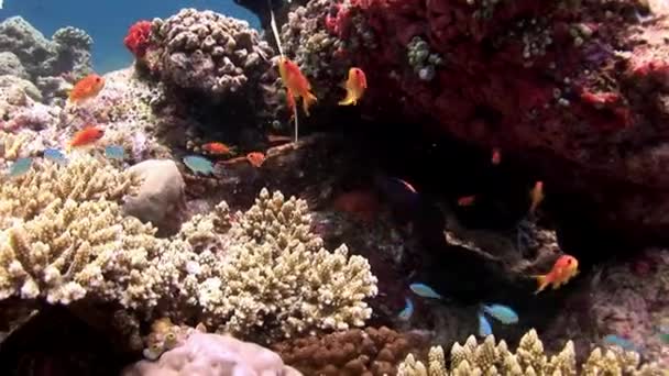 Mano de buzo y piedra de pescado bajo el agua increíble arrecife de coral del fondo marino en Maldivas . — Vídeo de stock