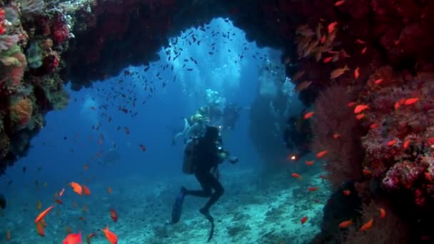 Scuba Divers Underwater Background School Fish Maldives Unique Unusual Video — Stock Video