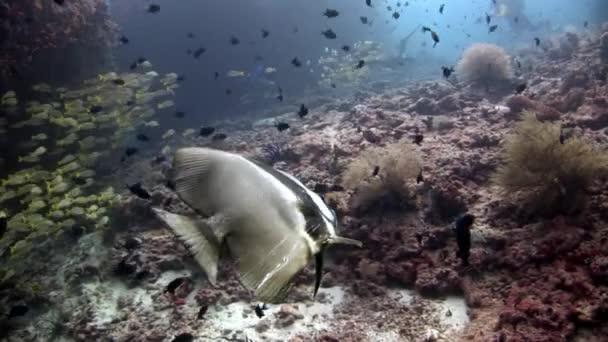 Scuba diver plavání hluboko pod vodou. — Stock video