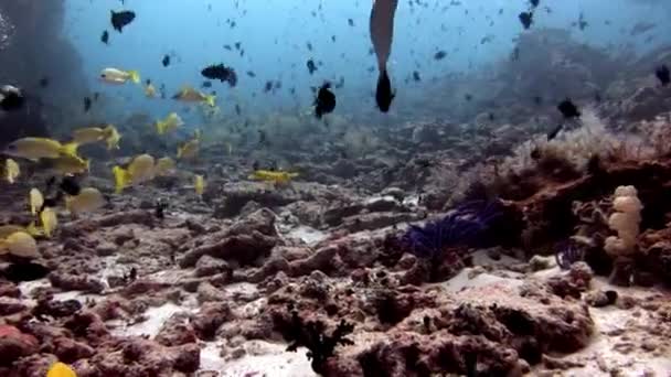 Diver och randiga ljusa gula lucian fiskar under vattnet på havsbotten Maldiverna. — Stockvideo