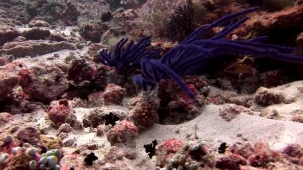 Habitantes subaquáticos no fundo do incrível fundo do mar em Maldivas . — Vídeo de Stock