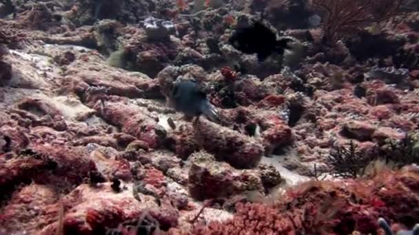 Habitantes subaquáticos no fundo do incrível fundo do mar em Maldivas . — Vídeo de Stock