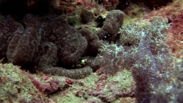 Underwater inhabitants on background of amazing seabed in Maldives. — Stock Video