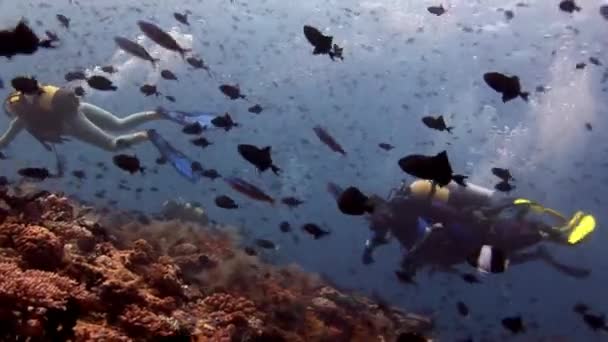 Plongées sous-marines sous-marines sur fond de poissons d'école aux Maldives . — Video