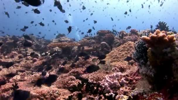 Escola de peixes negros subaquático aquário natural de mar e oceano . — Vídeo de Stock