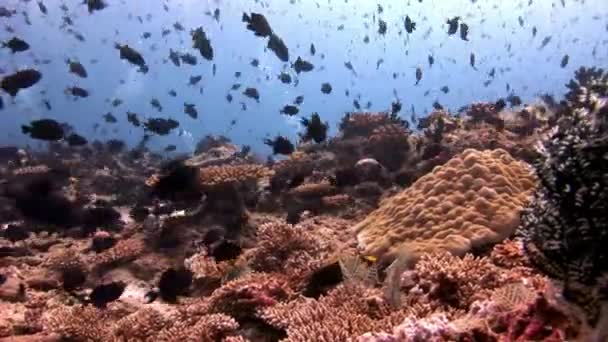 École de poissons noirs sous l'eau aquarium naturel de la mer et de l'océan . — Video