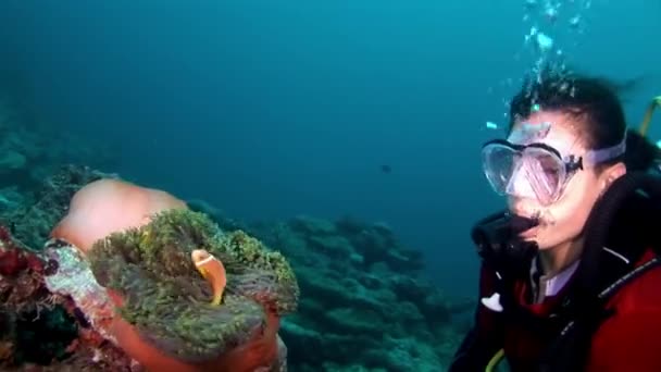 モルディブ 2010 深い水中スイミング スキューバ ダイバー サンゴ礁や藻のカラフルな美しい野生動物の世界 リラックスとプライバシー 深海ダイビング — ストック動画